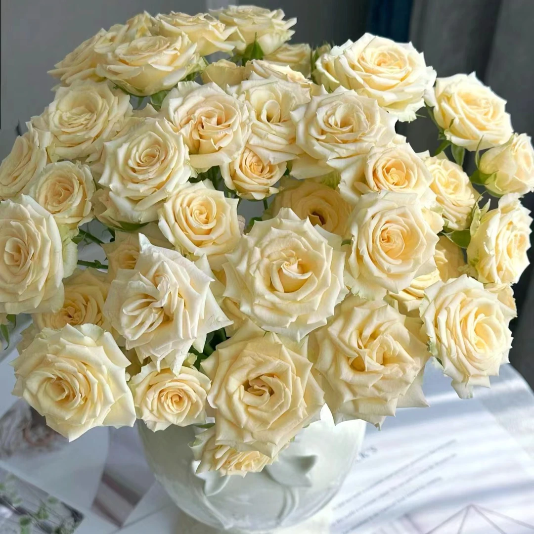 【花也甄选】萃妮缇多头泡泡（云南基地直发）拒收不售后