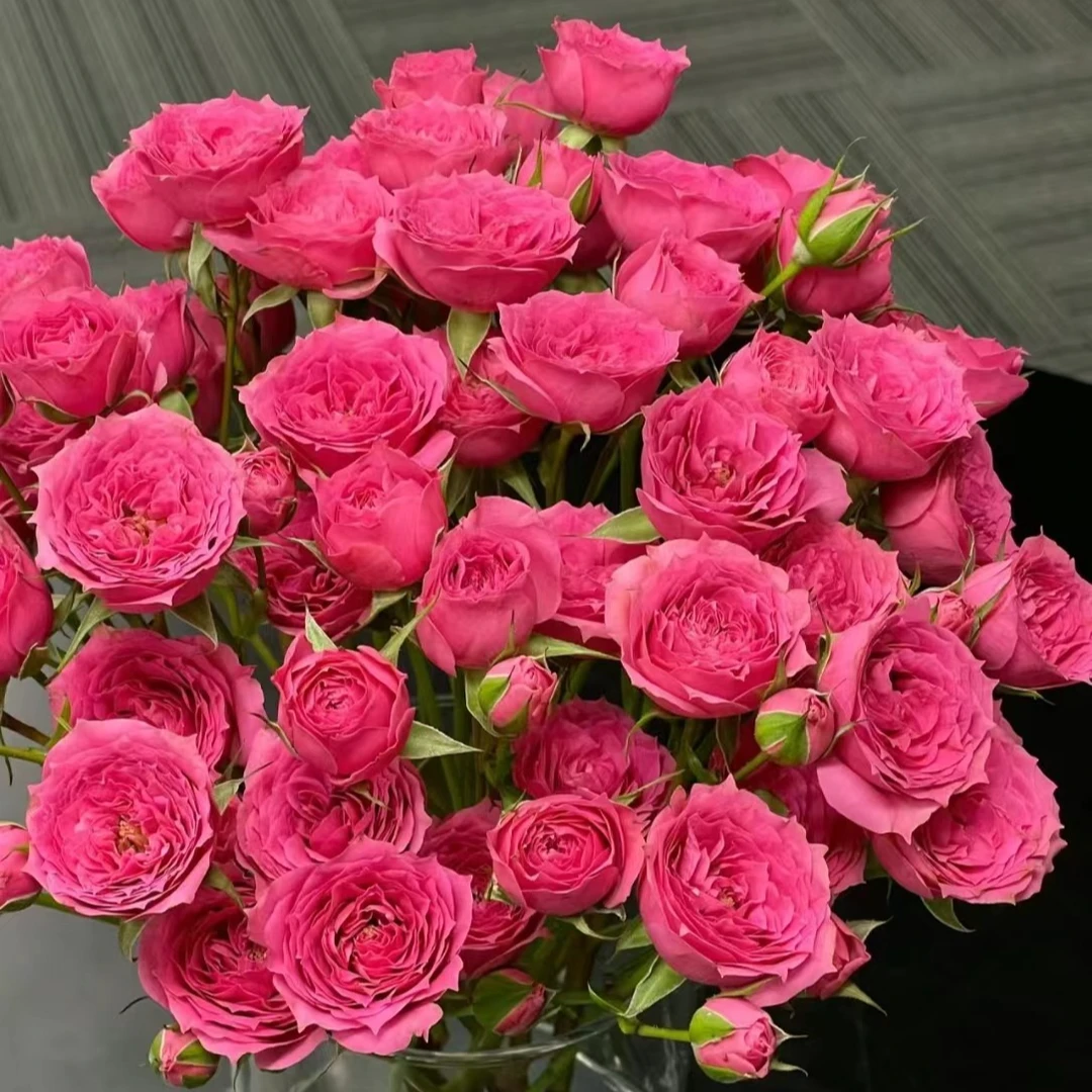 【花也甄选】多头玫瑰苏菲宝贝（云南基地直发）一单也包邮拒收不售后
