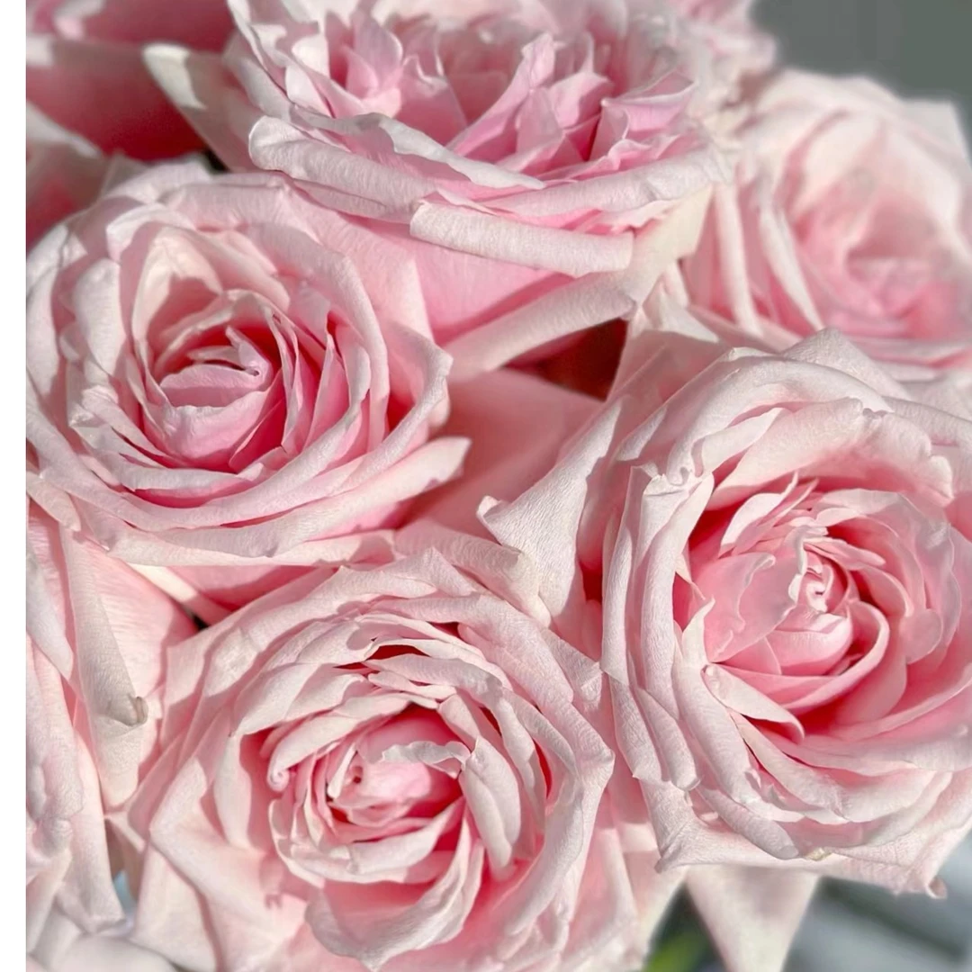 【花也甄选】都市丽人玫瑰（云南基地直发）拒收不售后