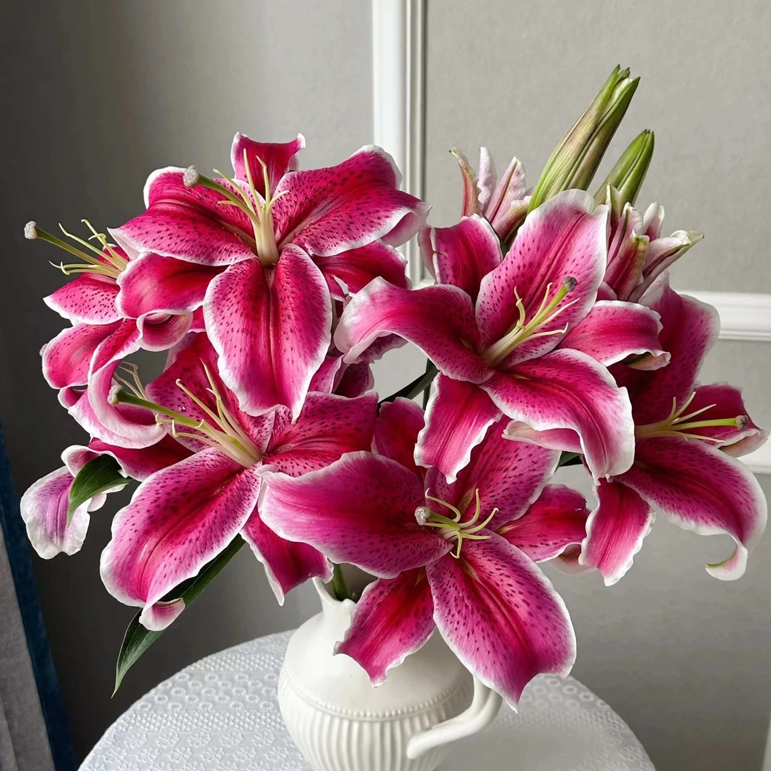 【花小房】香水百合黑美人（云南基地直）新鲜温馨质量拒收不售后