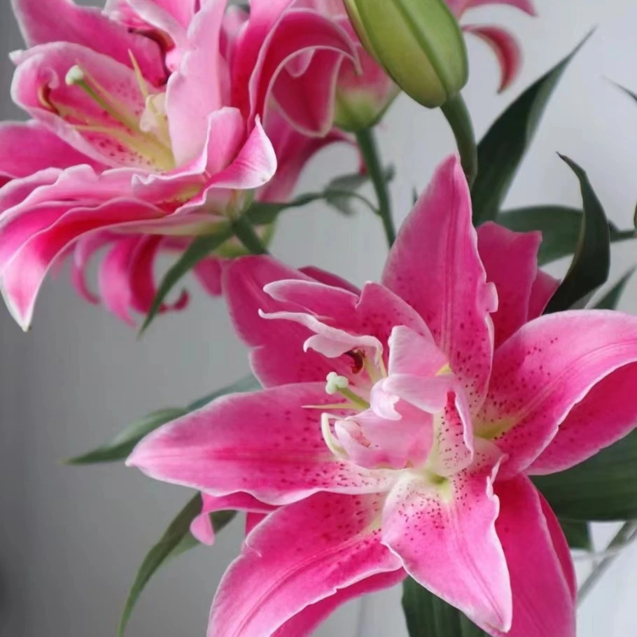 【花也甄选】紫莲花重瓣百合（云南基地直发）拒收不售后养护质量温馨