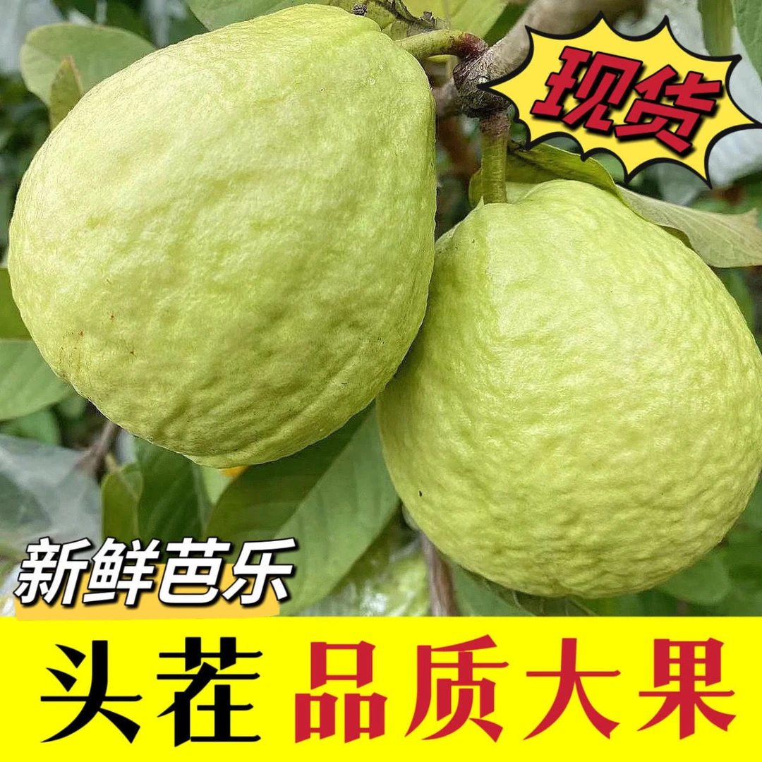 广东本地现摘白心清甜脆口芭乐应季珍珠番石榴果园直供大果包邮果