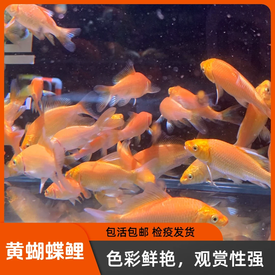 黄金台湾蝴蝶鲤球体淡水观赏鱼苗冷水球体大尾锦鲤金鱼易养耐活体