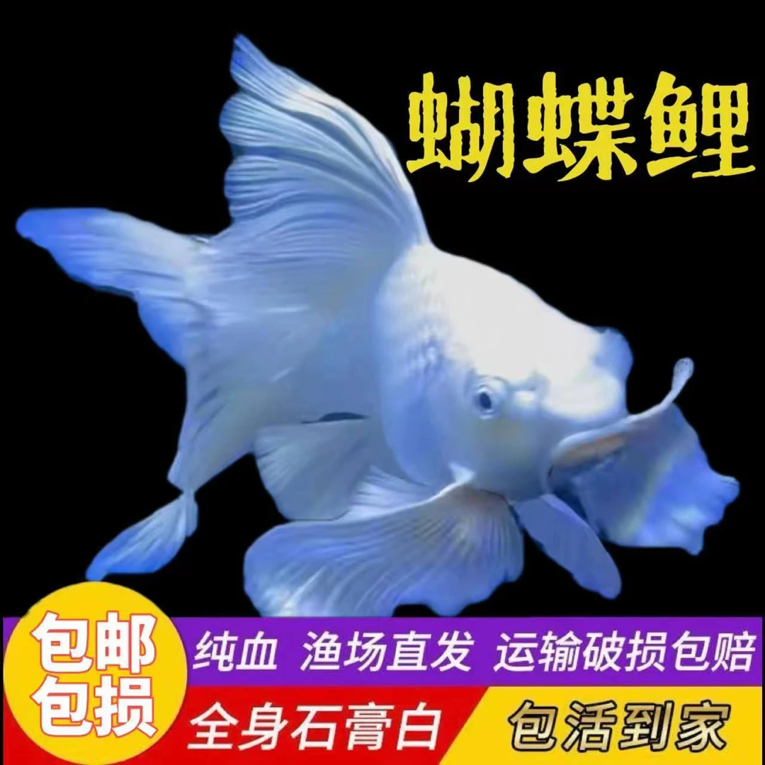 10-12公分【球体】圆球蝴蝶鲤长鳍大尾冷水鱼招财宠物鱼观赏圆手鳍