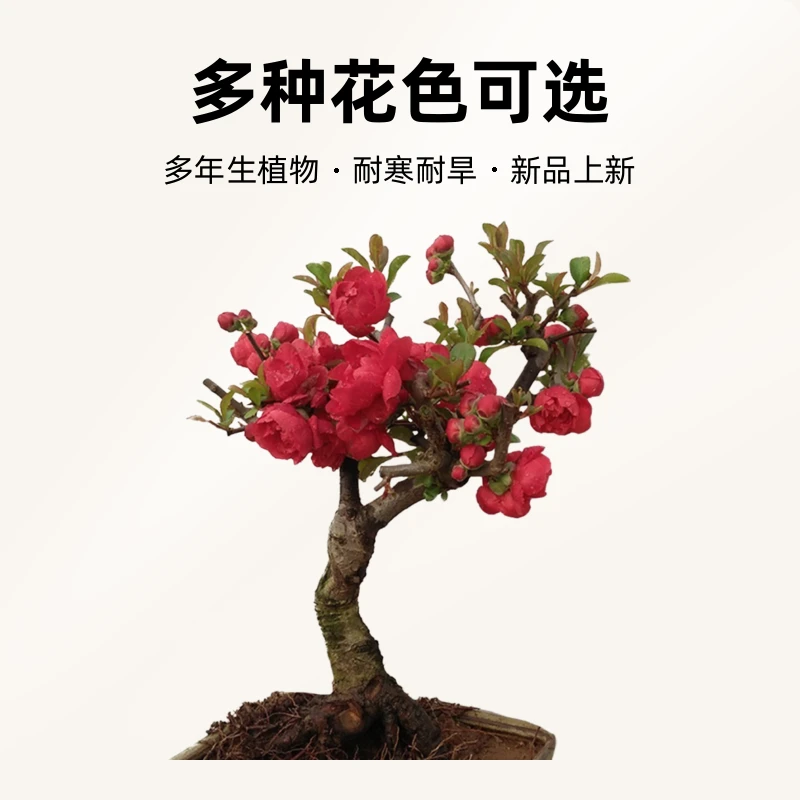 重瓣长寿冠海棠花盆栽室内外耐寒植物老桩盆景