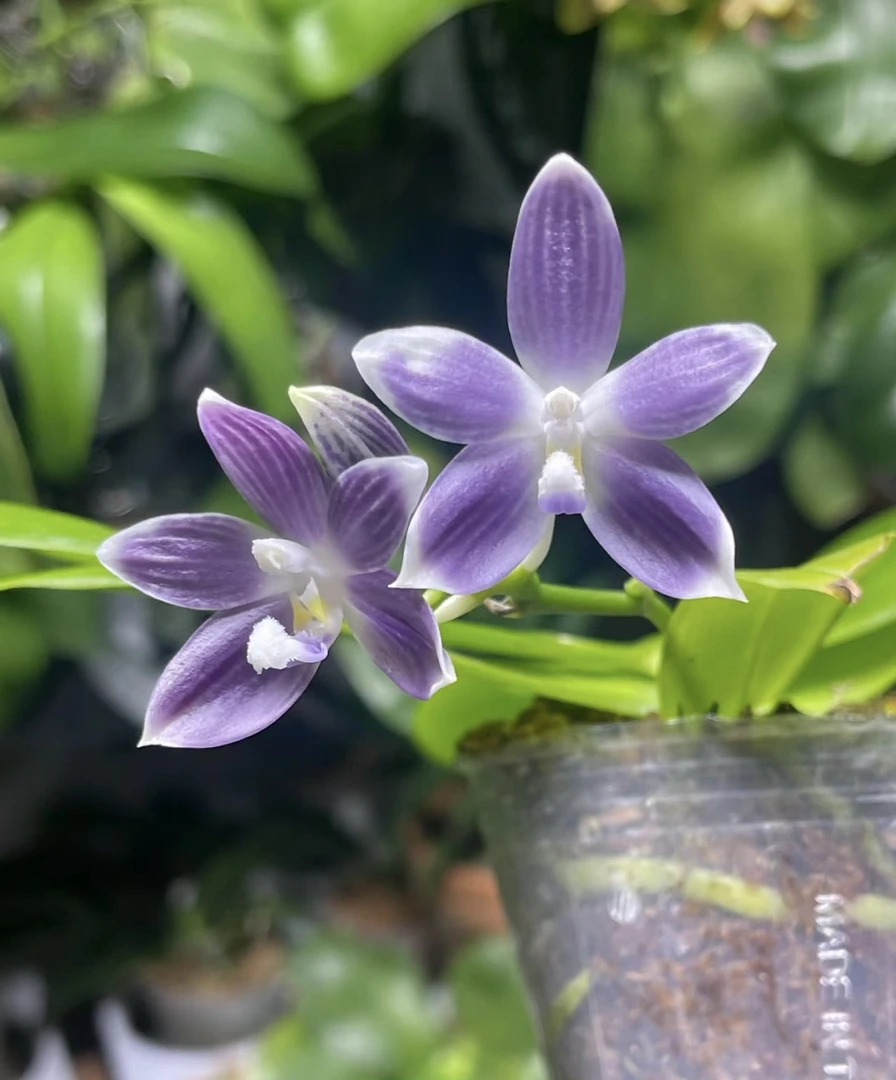 蓝盾原生种蝴蝶兰3.5寸杯无花剑