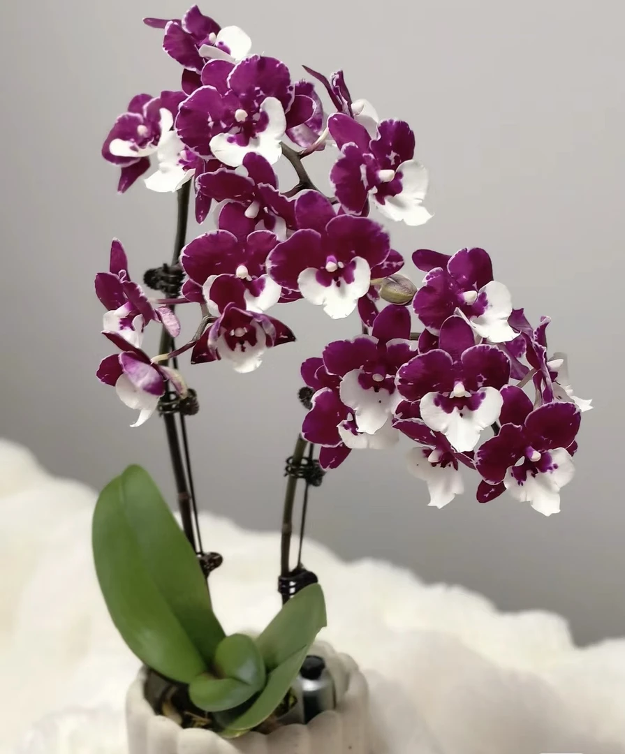 圣诞老人蝴蝶兰3.5寸小苗无花剑花卉