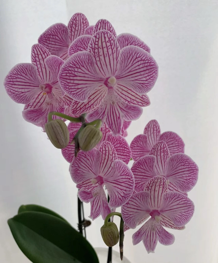朗布隆高端大花舌蝴蝶兰3.5寸杯大苗花卉无花剑