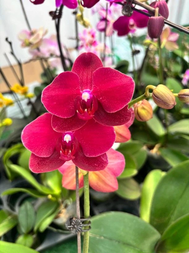 拉菲高端蝴蝶兰3.5寸杯无花剑花卉