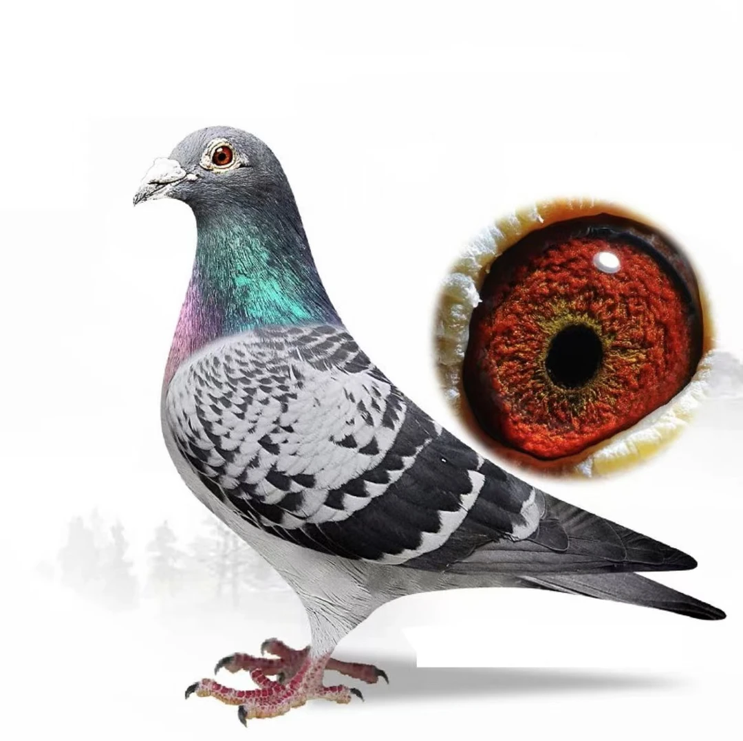 原环种鸽 成绩鸽 赛鸽 公棚鸽 名家天落