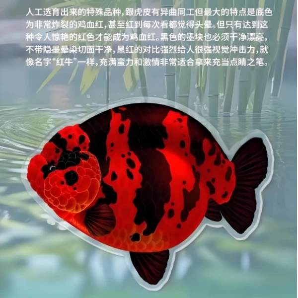 兰寿金鱼观赏鱼顺丰快递