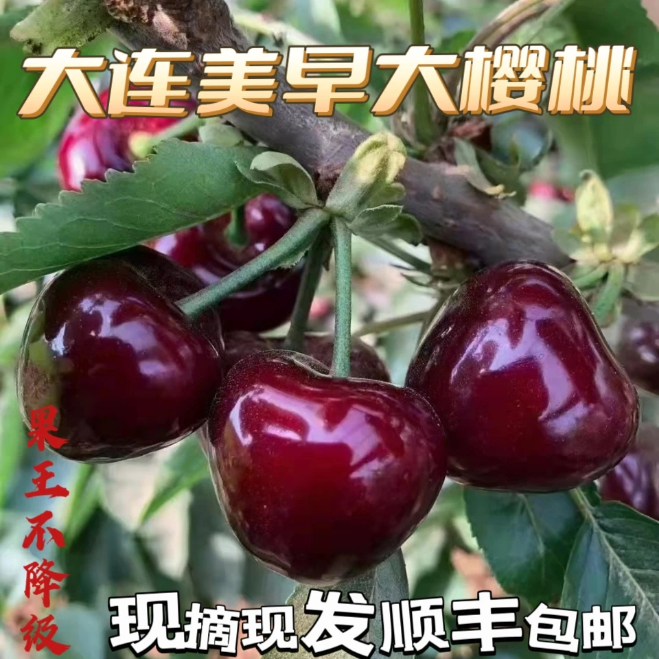 【顺丰包邮】大连暖棚脆甜美早大樱桃