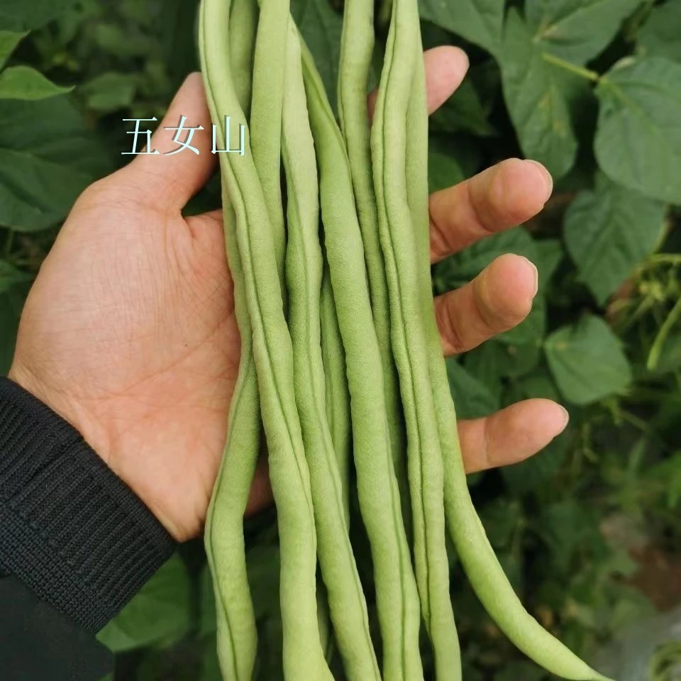 东北食用农产品新鲜架豆王芸豆 二斤 五斤 顺丰包邮现摘豆角
