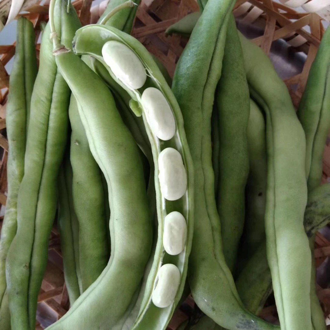 东北新鲜豆角 马掌豆 油豆 马咋豆角二斤包邮顺丰