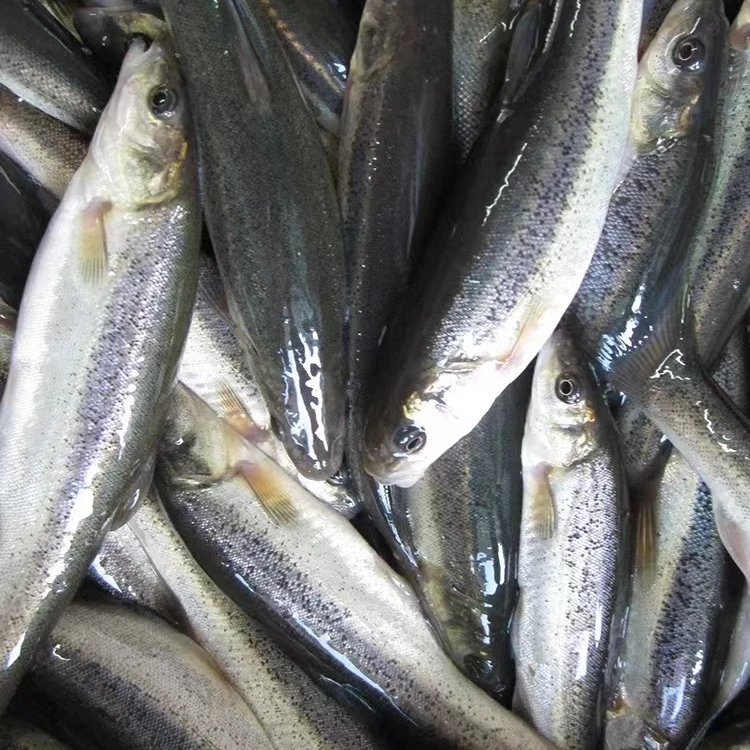 东北特产柳根鱼新鲜发货开河鱼淡水柳根鱼500克包邮顺丰