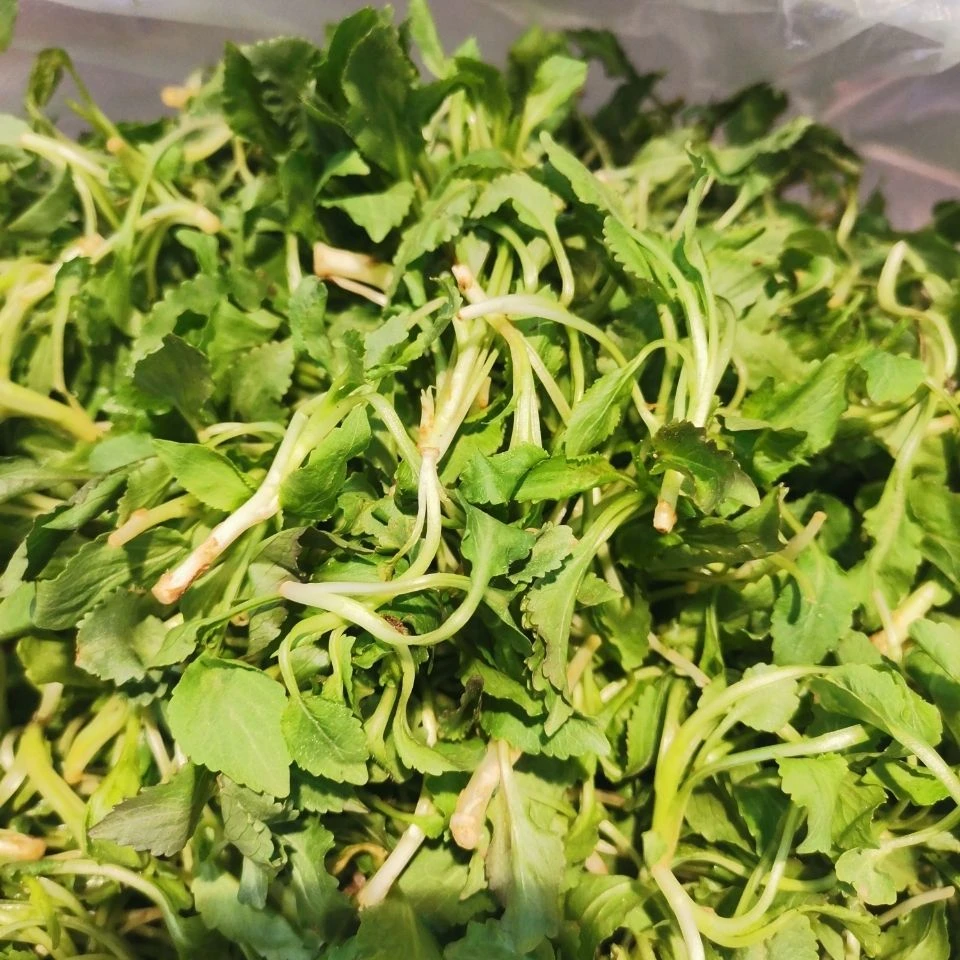 东北山野菜野生山生菜一斤包邮顺丰