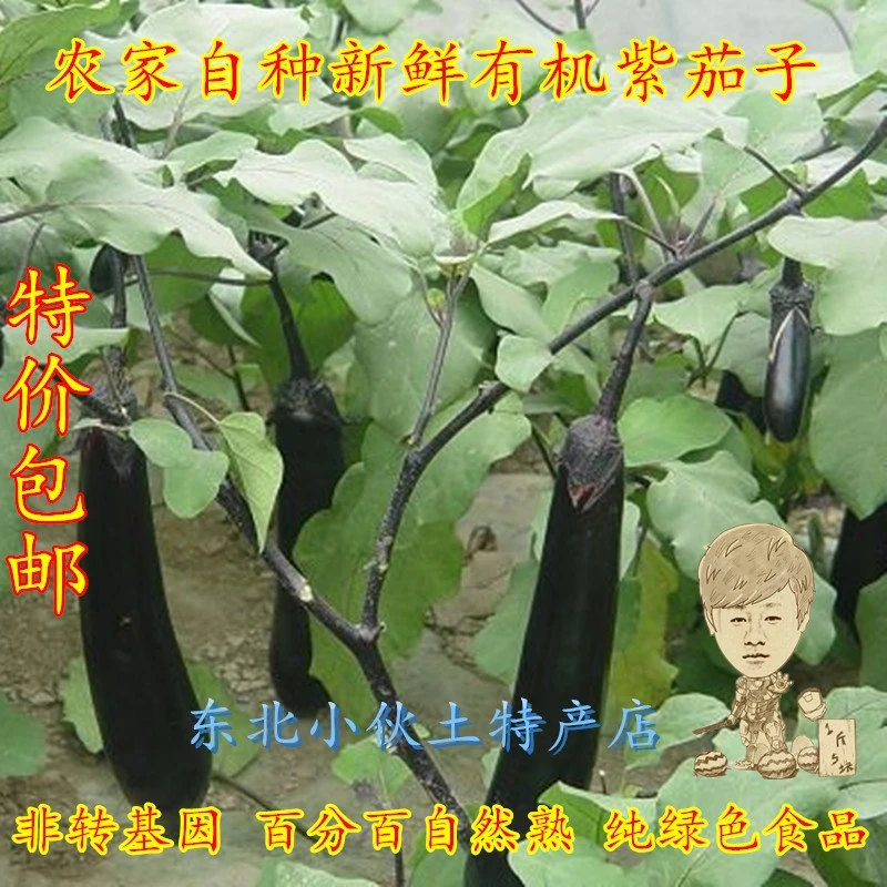东北大紫茄子 农家蔬菜茄子 自然成熟大紫茄子二斤顺丰包邮