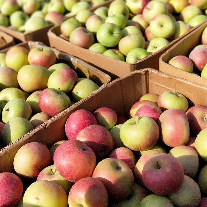 东北老式国光苹果 儿时记忆 酸甜可口 五斤包邮顺丰