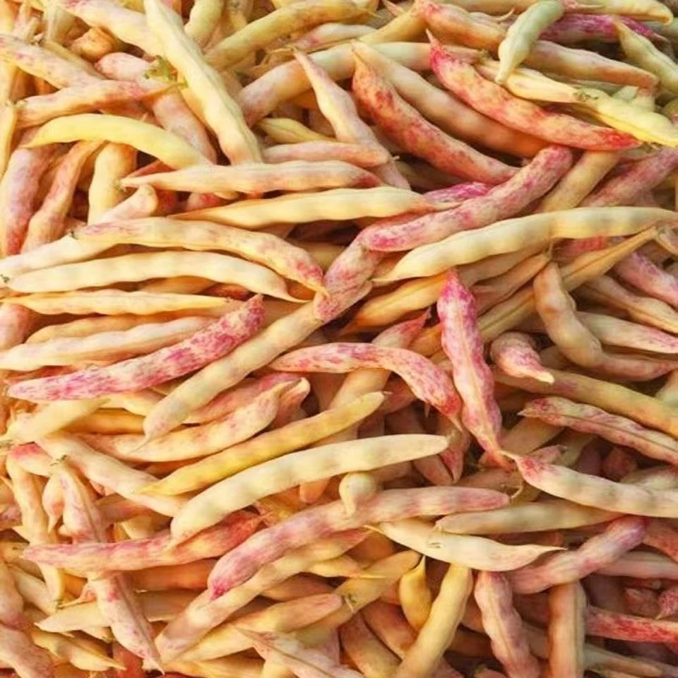 东北新鲜黄金勾豆角二斤包邮顺丰