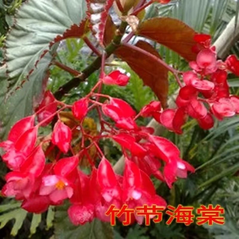 四季开花竹节海棠盆栽室内客厅花卉观花麻叶植物秋海棠