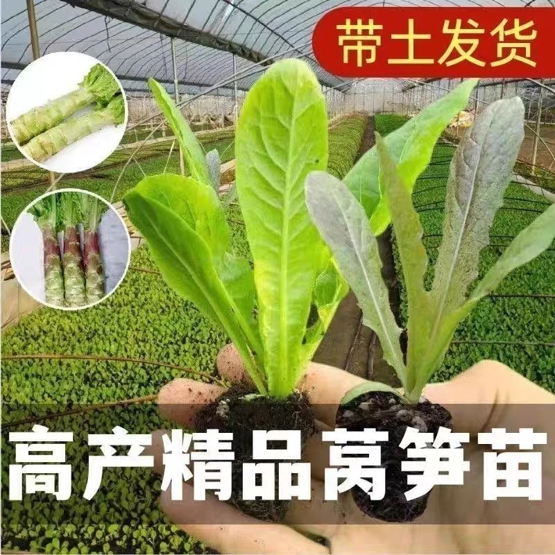 秋冬蔬菜苗窝笋苗小苗莴笋秧苗四季莴苣秧苗幼苗栽苗菜苗莴笋苗