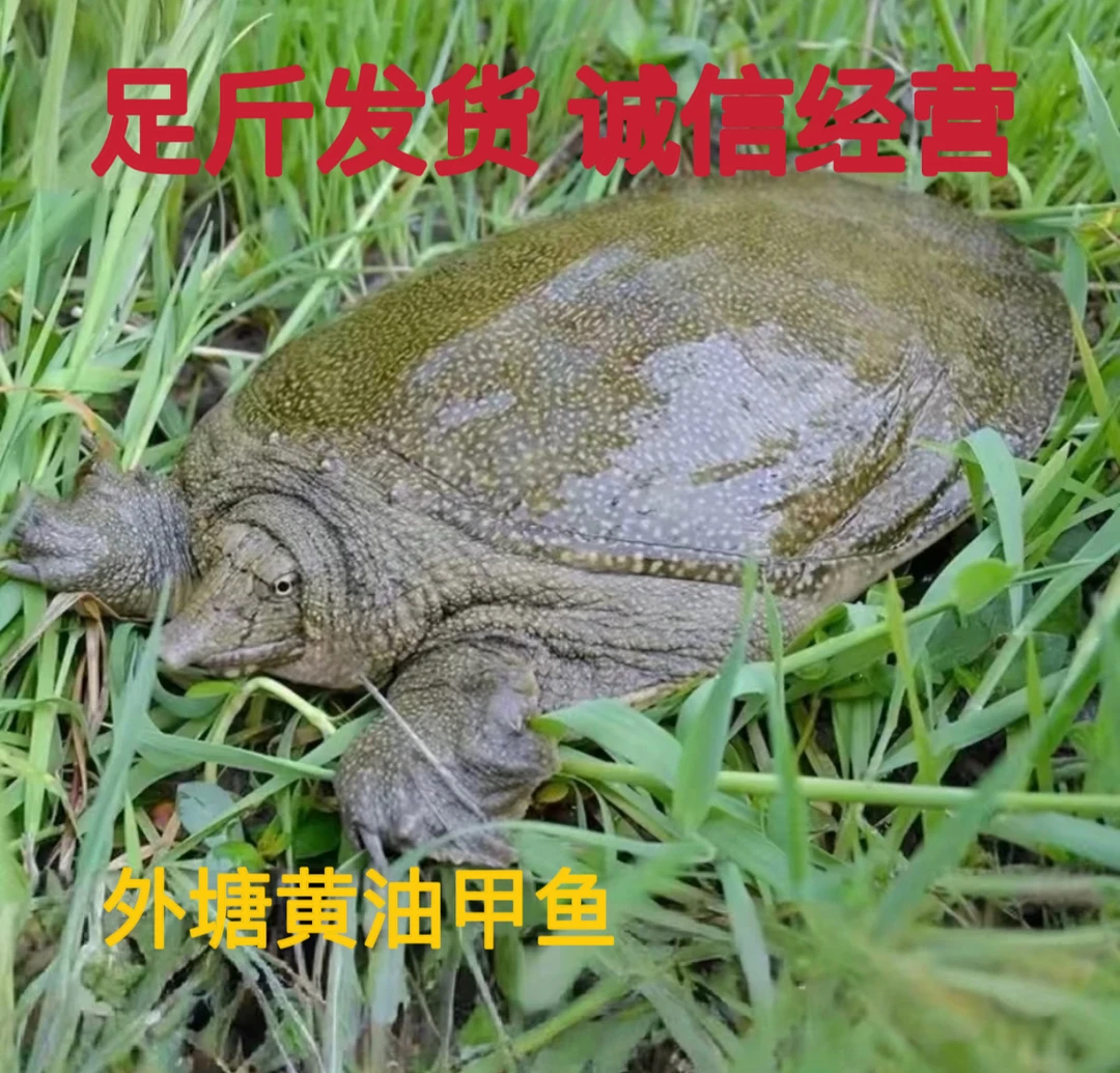 外塘散养甲鱼三只装足斤5斤-6斤发货（背板颜色随机）