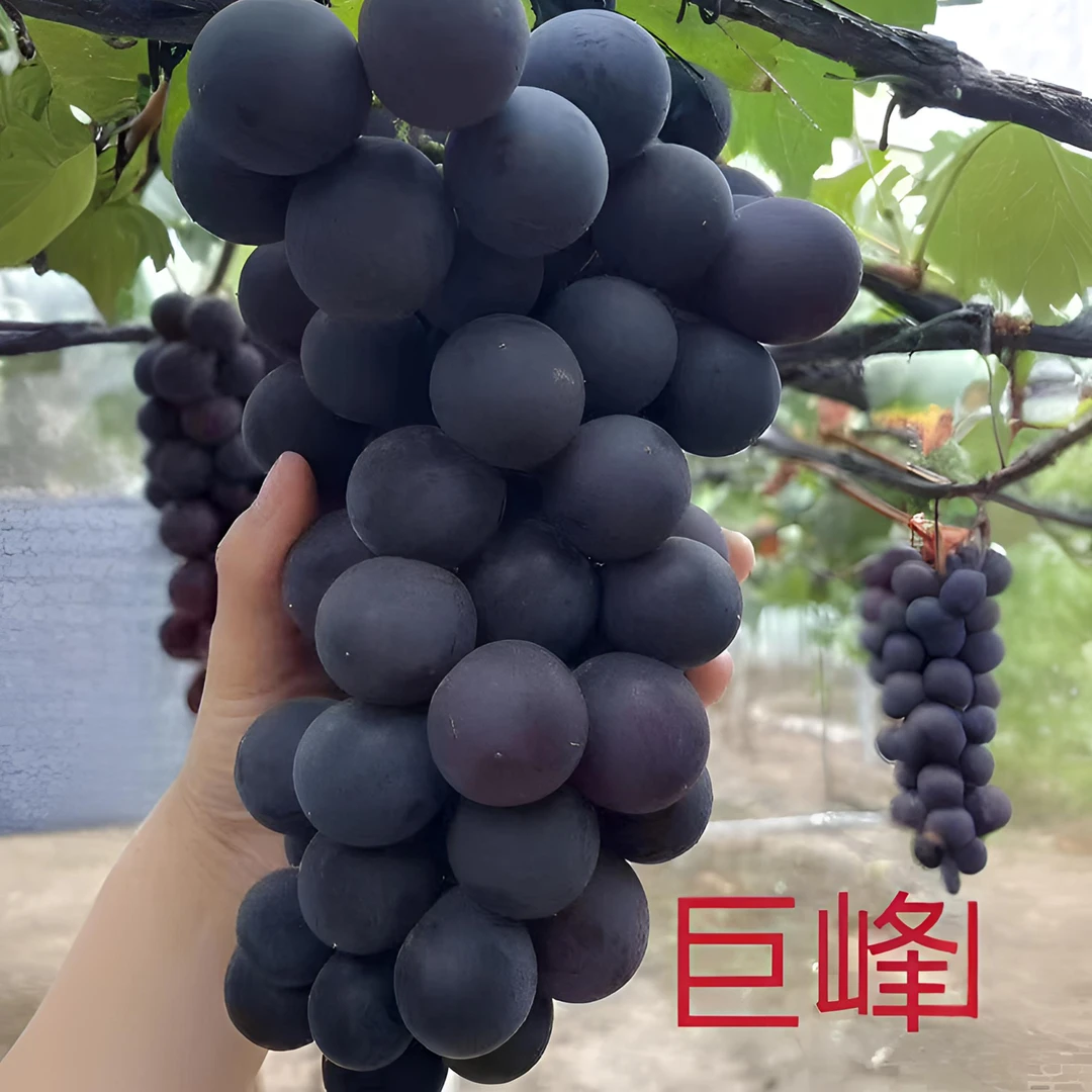 葡萄苗壮苗原盆原土带叶片南方北方都可种自由搭配品种