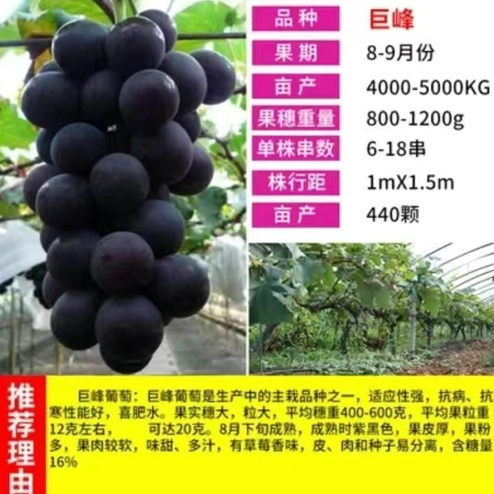 3到12年精品葡萄树苗大小苗丰产期盛果期南北方盆栽地栽阳台小院