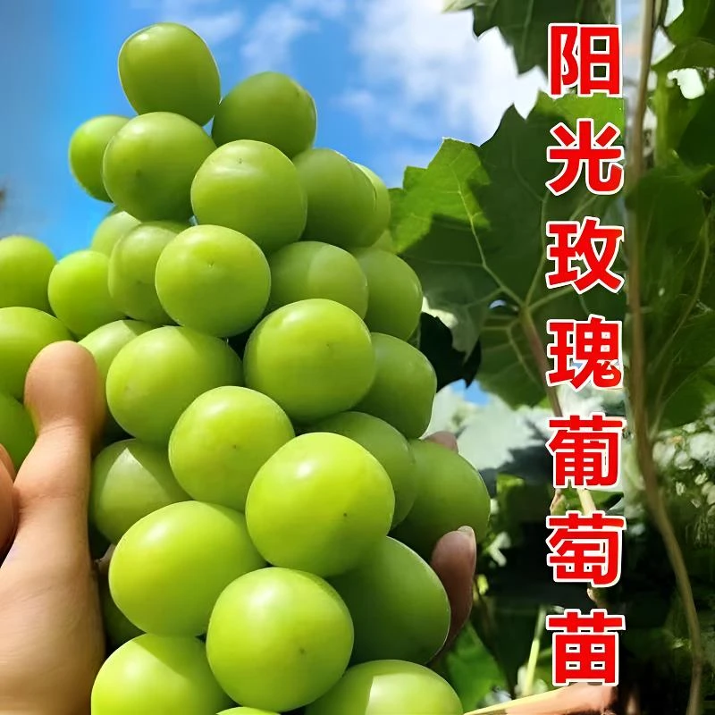 葡萄苗壮苗【原土摘叶发货】南方北方都可种