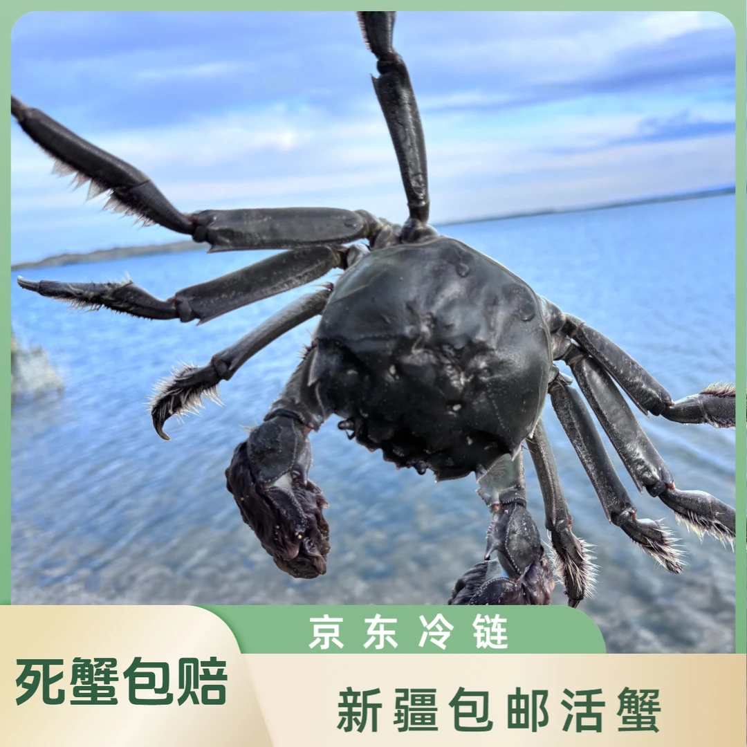 新【活蟹】新疆布尔津正宗河蟹公母对半1.8-2两（10-11只）