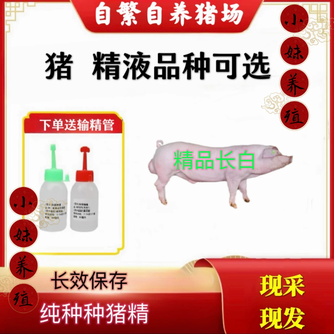 长白种猪种公猪猪精一件包邮包对版生态养殖原种下单精品发货
