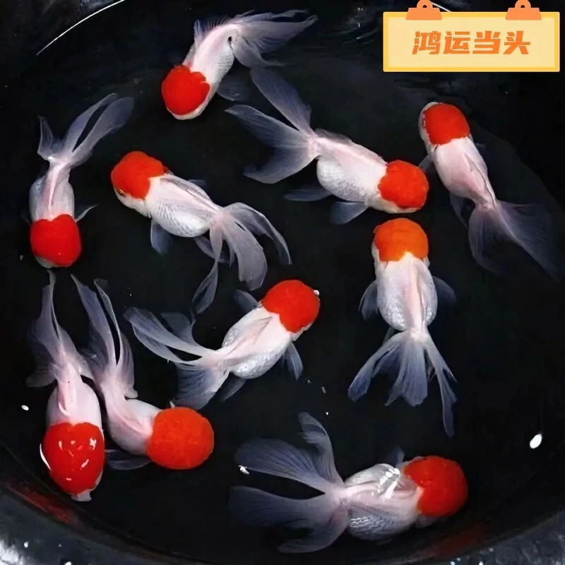 金鱼红狮鸿运当头黑红好养耐活冷水淡水观赏鱼活体金鱼好养活的