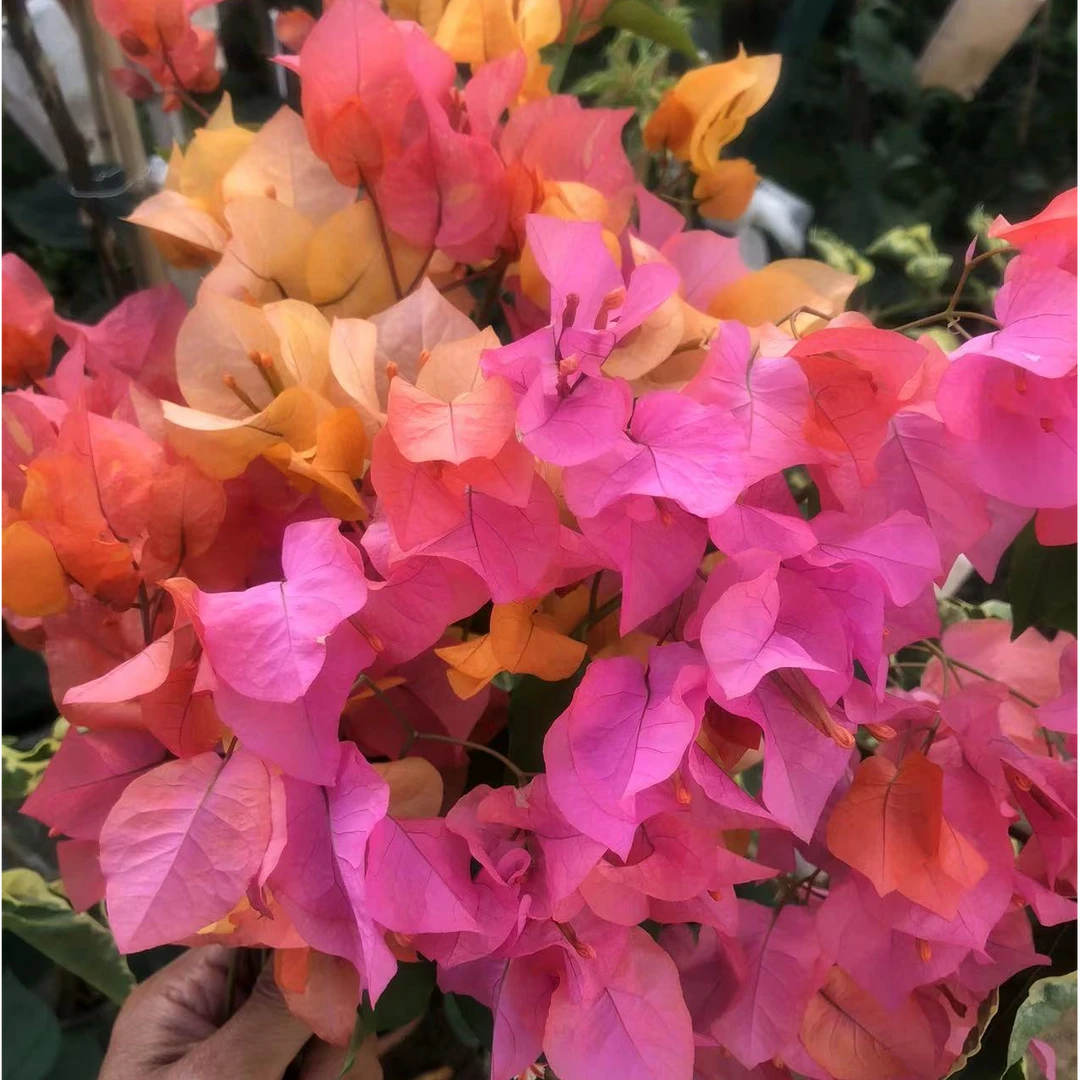 原生大高飘网红热门精品三角梅{一物一拍}