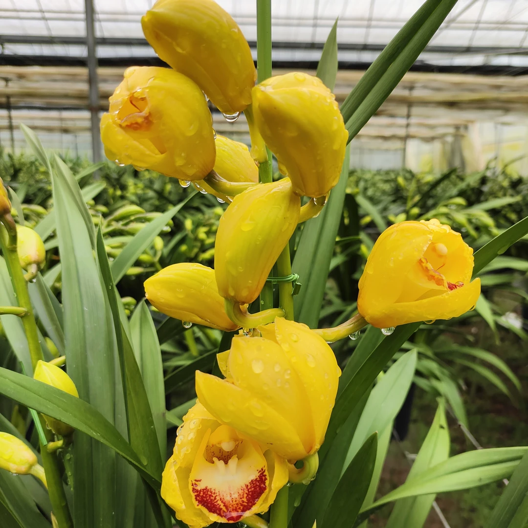 【黄金岁月高花剑特A级】高端室内盆栽云南大花惠兰基地直发