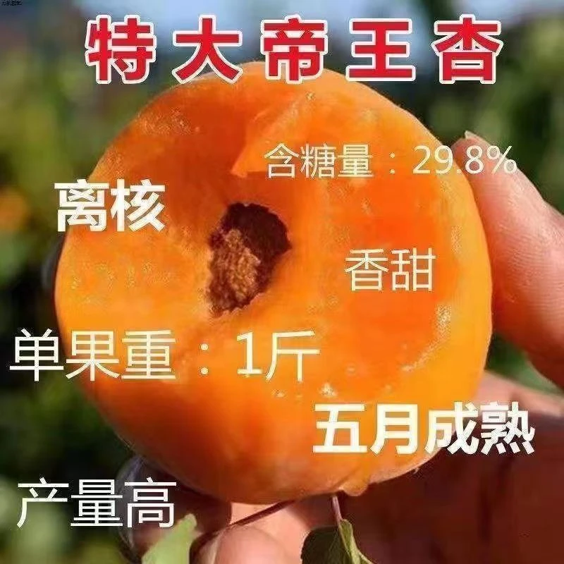 帝王杏树苗特大早熟杏子南北方种植盆栽地栽耐寒当年结果杏树苗