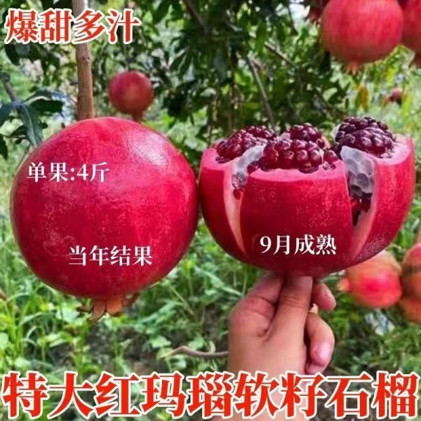 石榴树苗软籽蒙阳红大红袍抗寒南北方种植盆栽地栽当年结果石榴树