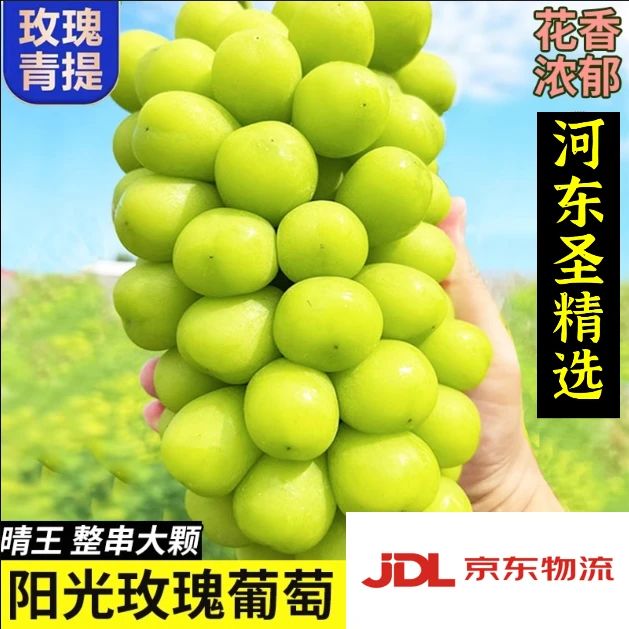 河东圣顺丰包邮阳光玫瑰无籽葡萄0.5斤2斤3斤4斤5斤