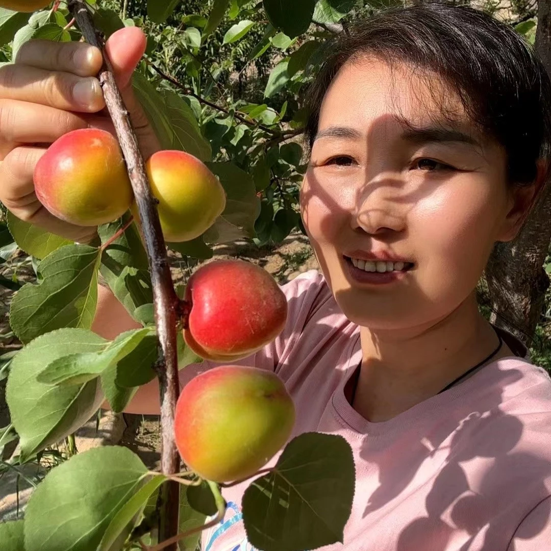 【陕北杜家土妹】新红梅杏（发出不退，售后联系客服，介意勿拍）