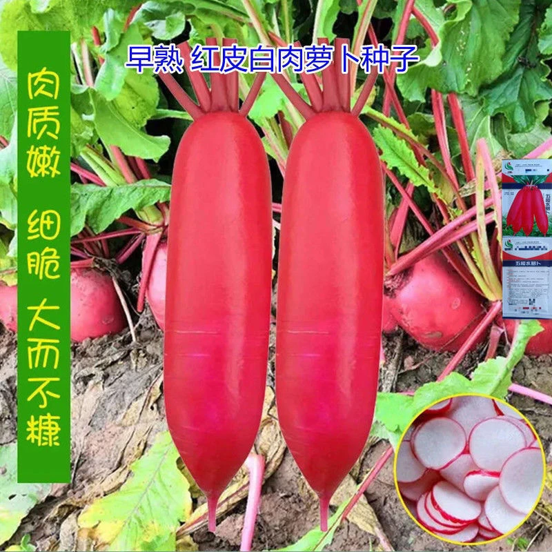 小五樱水萝卜种子红皮白心萝卜种籽四季播种水果萝卜
