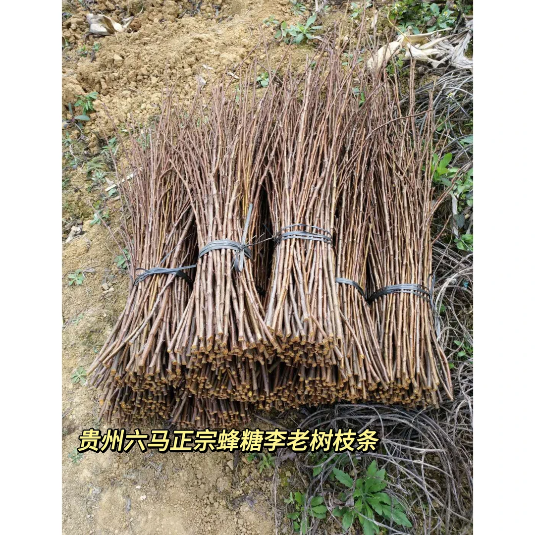 【贵州六马正宗蜂糖李】原生老树枝条 原产地发货