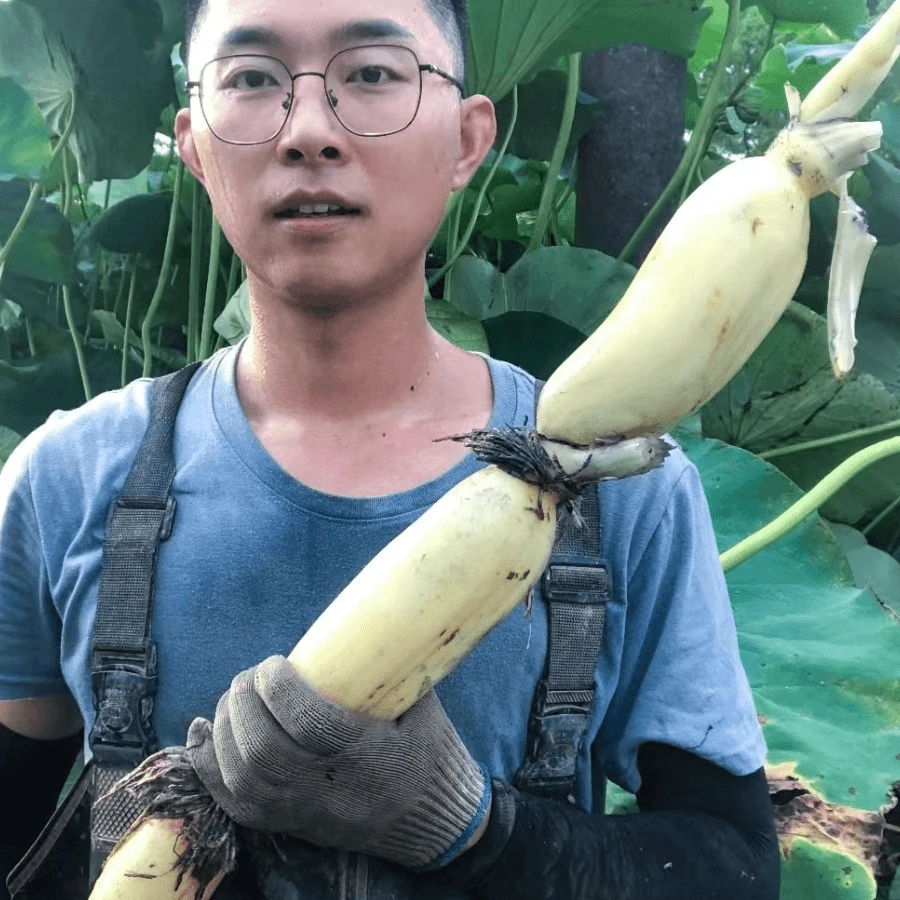 陈高兴自家2025年新藕清炒凉拌生吃不打农药自然生长4斤