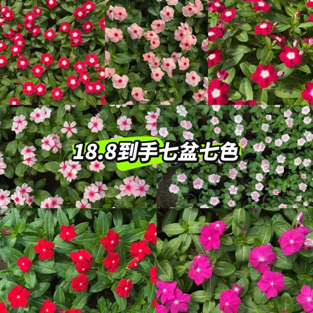 天天开花卉 日日春 18.8七盆七色喜阳喜热阳台庭院花园养护
