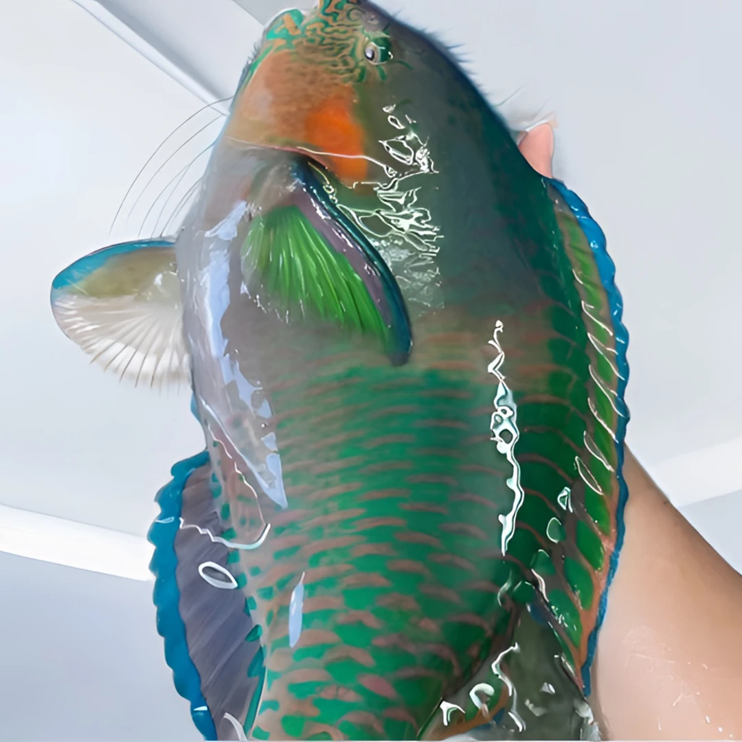 顺丰空运野生青衣鱼深海珊瑚鱼彩衣鱼重三斤鲜嫩可口包鲜包肥新鲜