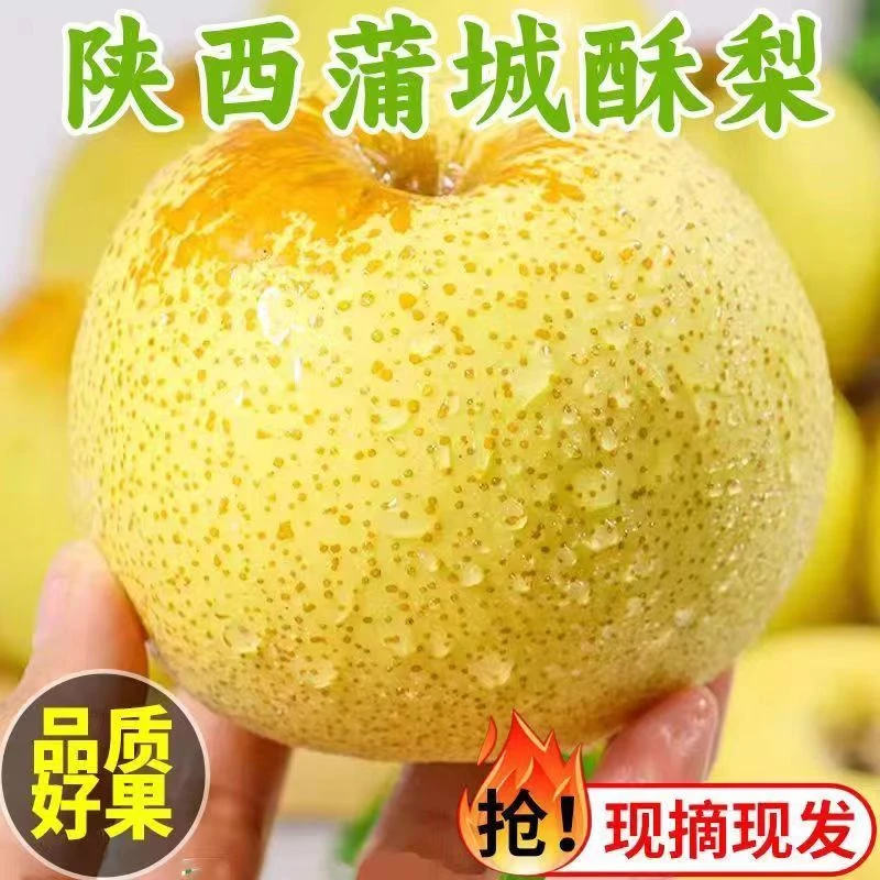【坏果包赔】陕西蒲城酥梨带箱3斤6-8枚单果150g+薄皮冰糖雪梨HH