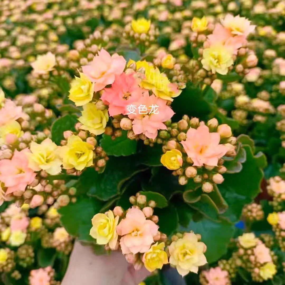 变色龙长寿花盆栽重瓣大花带花苞花苗四季室内开花好养花卉植物