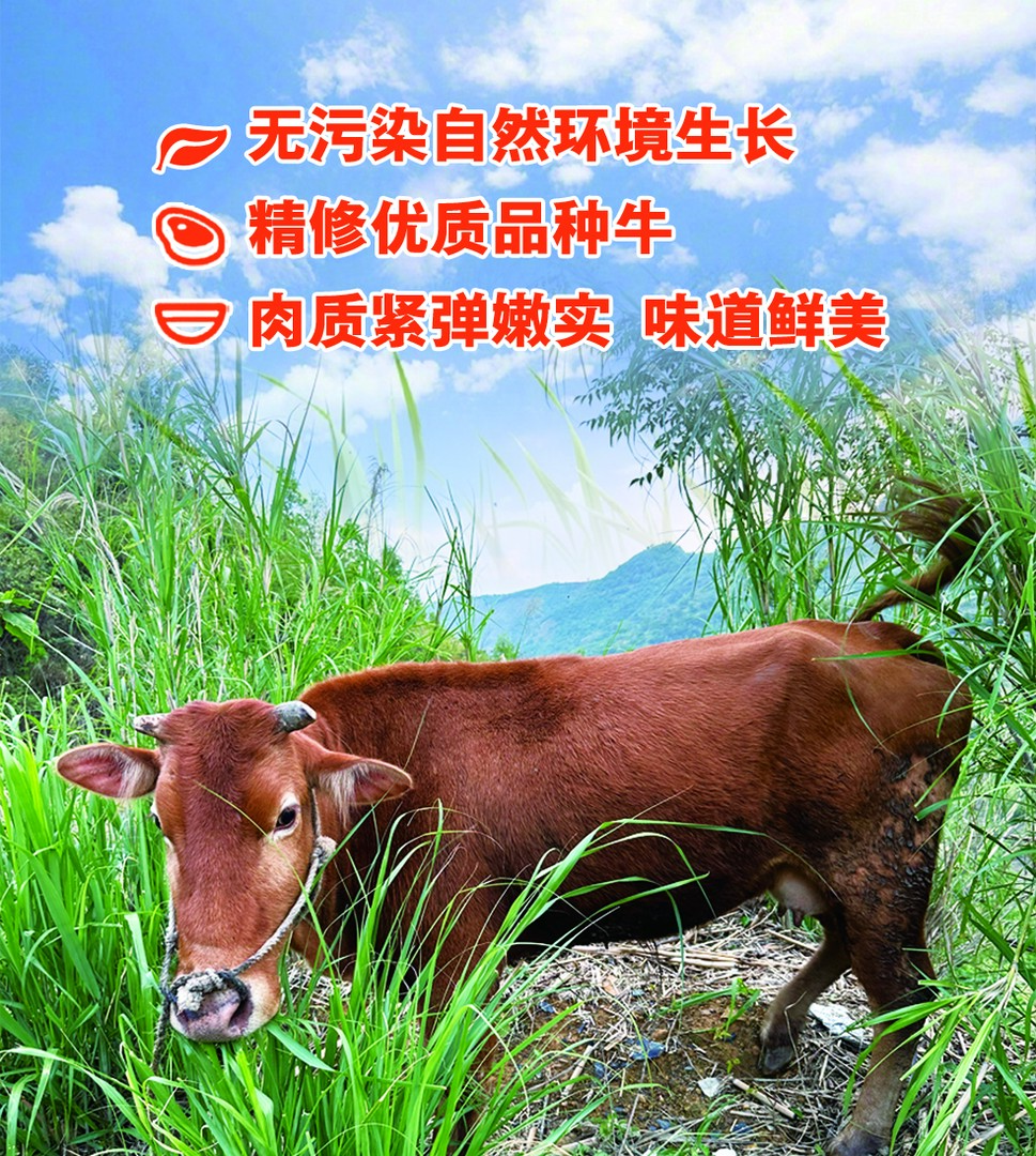 贵州正宗散养跑山土黄牛肉《牛头》现称现卖,农家土黄牛肉