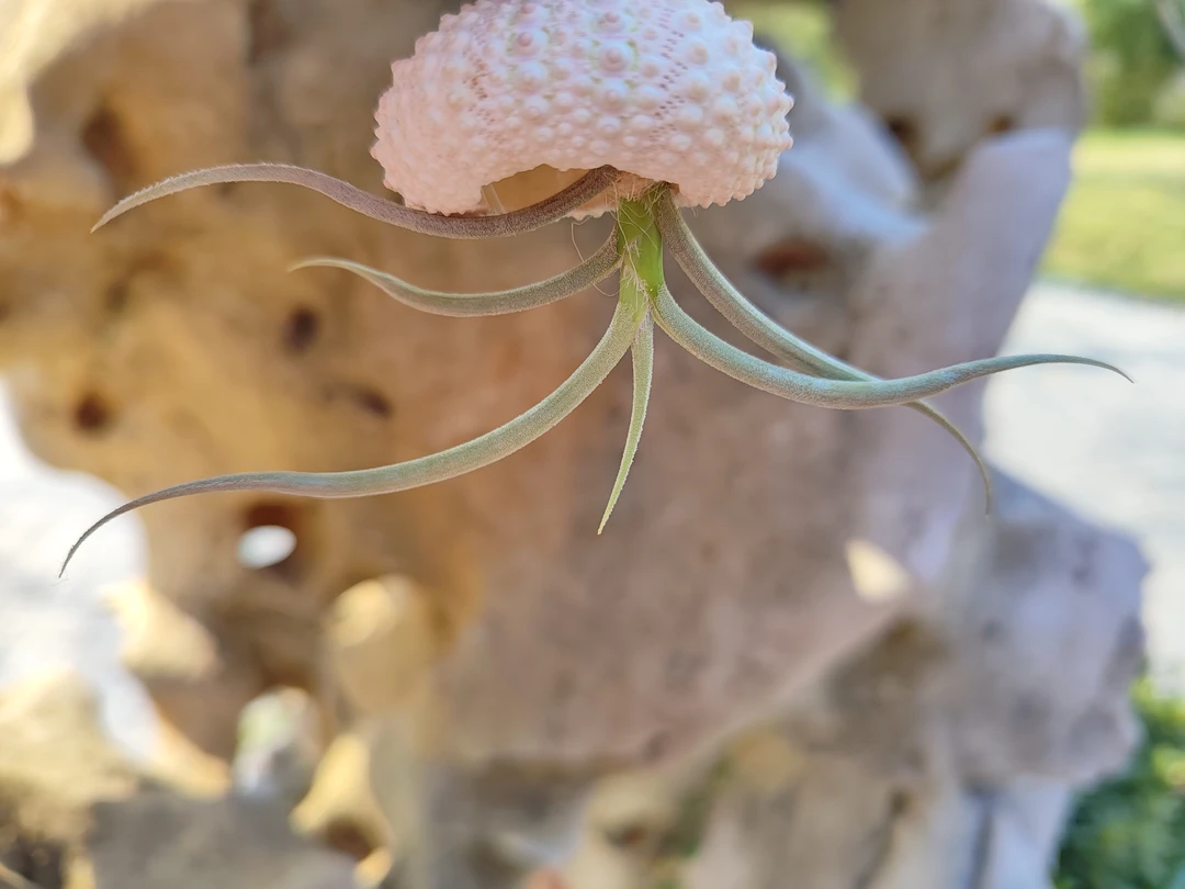 【空气凤梨牛角】轻奢植物养护桌面微景观绿植盆栽盆栽植物室内绿植