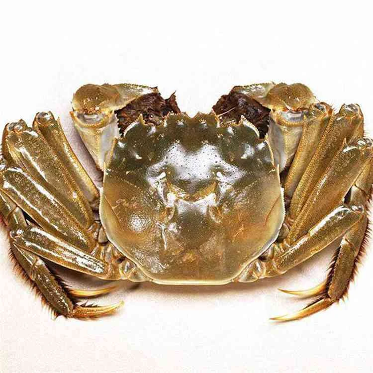 (8只) 六月黄 蟹 共约 (560g-640g )
