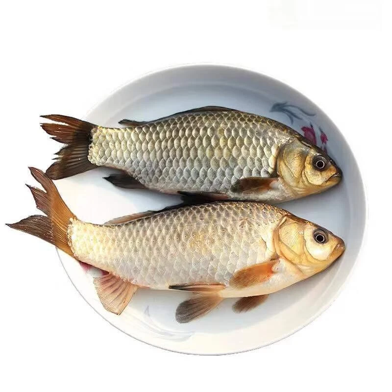 鲜活鲫鱼2条（约700g-750g）