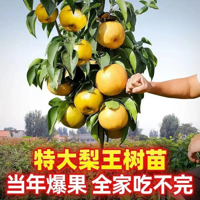 梨树果苗嫁接苗翠冠梨树丰水梨子树苗地栽当年结果梨树苗果树种植